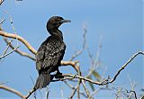 Little Black Cormorant